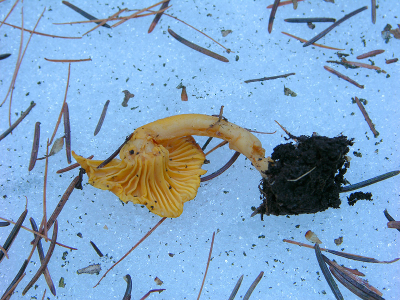 Funghi di gennaio.